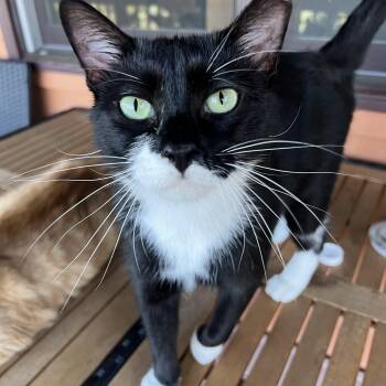 Rescue Domestic Short Hair Cats for Adoption in Asheville, North Carolina - Big Poppa | PetCurious