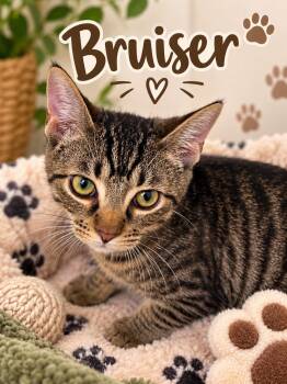 Bruiser -  Tabby Cat for Adoption in Midlothian, Texas - Bruiser | PetCurious