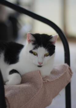 Rescue Domestic Short Hair Cats for Adoption in Mount Pleasant, Pennsylvania - Arrow | PetCurious