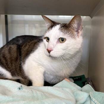 Domestic Short Hair Cats Available for Adoption - Leo Simon | PetCurious