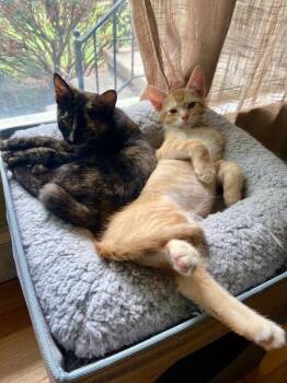 King -  Domestic Short Hair Cat for Adoption in Ferndale, Michigan - King | PetCurious