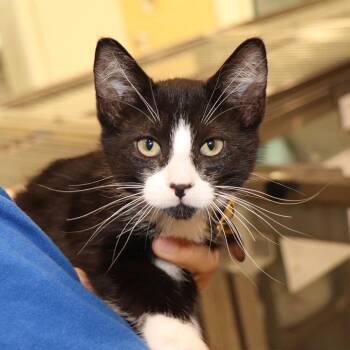 Vincent -  Domestic Short Hair Cat for Adoption in Port Washington, New York - Vincent | PetCurious