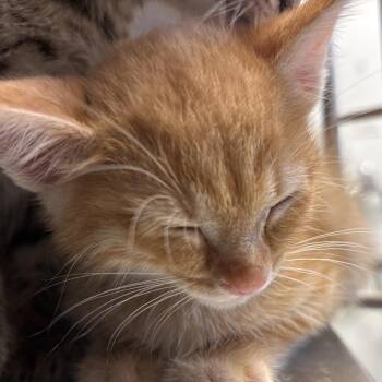 Braeburn -  Domestic Short Hair Cat for Adoption in Naperville, Illinois - Braeburn | PetCurious