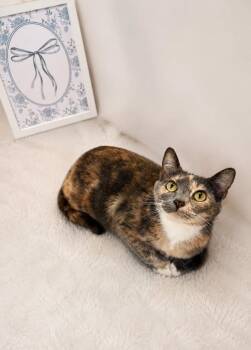 Jewel -  Dilute Calico Cat for Adoption in Columbia, South Carolina - Jewel | PetCurious