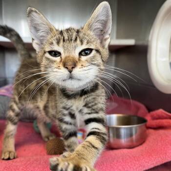 Allie Cat -  Domestic Short Hair Cat for Adoption in Long Beach, California - Allie Cat | PetCurious