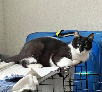 Ziva -  Domestic Short Hair and Tuxedo Cat for Adoption in San Jose, California - Ziva | PetCurious