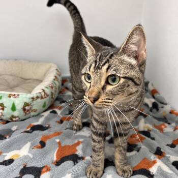 Figaro -  Domestic Short Hair Cat for Adoption in Austin, Texas - Figaro | PetCurious