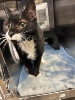 Domestic Short Hair Cats Available for Adoption in Wichita, Kansas - Xavier | PetCurious