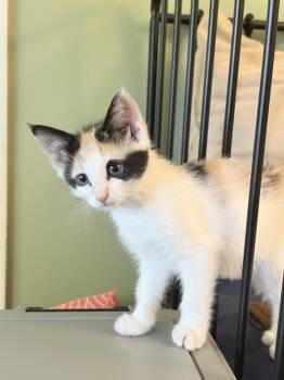 Lilibet -  Domestic Short Hair and Calico Cat for Adoption in Wilmington, North Carolina - Lilibet | PetCurious