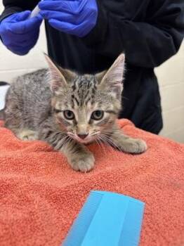 Selena -  Domestic Short Hair Cat for Adoption in Westland, Michigan - Selena | PetCurious