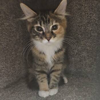 Calico Cats Available for Adoption - Chili | PetCurious