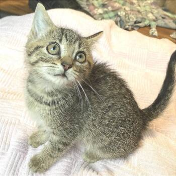 Never Empty Mug -  Domestic Short Hair Cat for Adoption in Fredericksburg, Virginia - Never Empty Mug | PetCurious