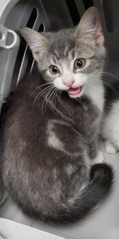 If-06 -  Domestic Short Hair Cat for Adoption in Lawrenceville, Georgia - If-06 | PetCurious