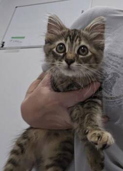 886-26 -  Domestic Medium Hair and Domestic Short Hair Cat for Adoption in Cumming, Georgia - 886-26 | PetCurious