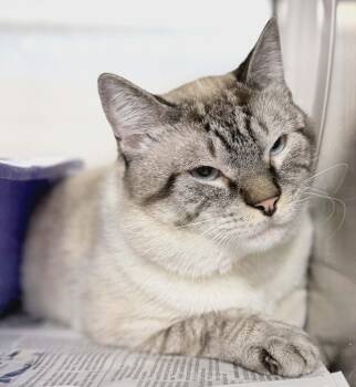Ernesto -  Siamese Cat for Adoption in Fruit Heights, Utah - Ernesto | PetCurious