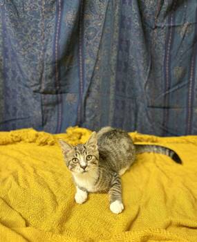 Topaz -  Domestic Short Hair Cat for Adoption in Upper Sandusky, Ohio - Topaz | PetCurious