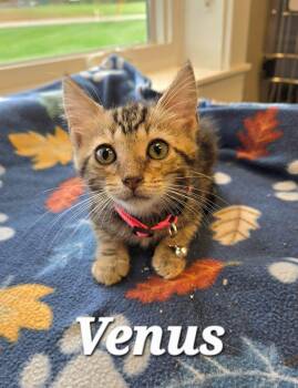 Venus -  Domestic Short Hair Cat for Adoption in Sidney, Ohio - Venus | PetCurious