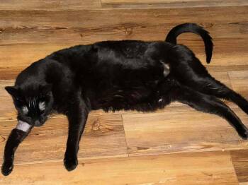 Mr Pops -  Domestic Short Hair Cat for Adoption in Virginia Beach, Virginia - Mr Pops | PetCurious