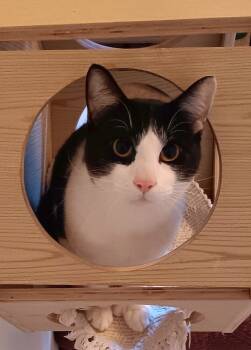 Rescue Domestic Short Hair Cats for Adoption in Vancouver, Washington - Cat Stevens | PetCurious