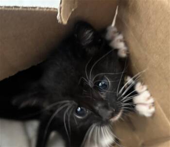 HUNTER -  Domestic Short Hair Cat for Adoption in Dallas, Texas - HUNTER | PetCurious