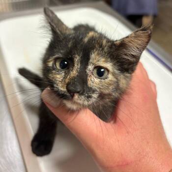 Boo -  Domestic Short Hair Cat for Adoption in Emporia, Kansas - Boo | PetCurious