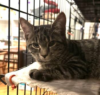 GRUMPY -  Tabby Cat for Adoption in Lake Ozark, Missouri - GRUMPY | PetCurious