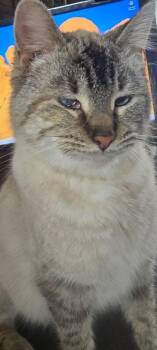 Siamese Cats Available for Adoption - Pearl | PetCurious