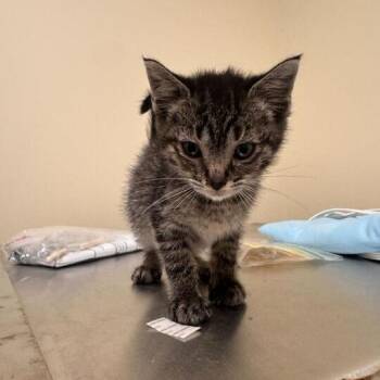 Harris -  Domestic Short Hair Cat Available for Adoption in Wilmington, Delaware - Harris | PetCurious