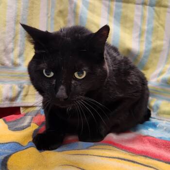 Rescue Domestic Short Hair Cats for Adoption in West Olive, Michigan - Cougar | PetCurious