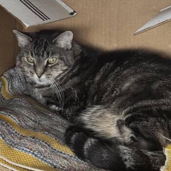 Blackie -  American Shorthair Cat for Adoption in Nashville, Tennessee - Blackie | PetCurious