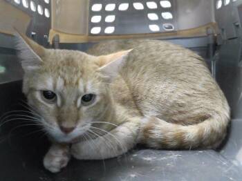 MANGO TART -  Domestic Short Hair Cat for Adoption in Omaha, Nebraska - MANGO TART | PetCurious