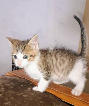 Domestic Short Hair Cats Available for Adoption - Milo | PetCurious