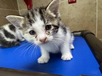Ginger -  Domestic Short Hair Cat for Adoption in Hobbs, New Mexico - Ginger | PetCurious