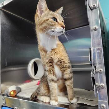 Bobbi -  Domestic Short Hair Cat for Adoption in Walker, Michigan - Bobbi | PetCurious
