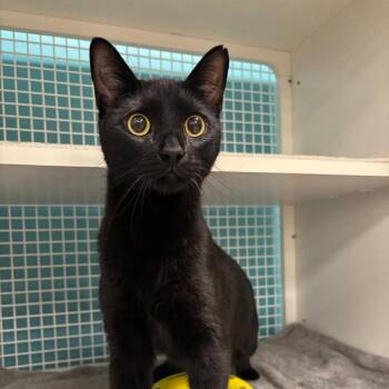 Domestic Short Hair Cats Available for Adoption - Francesco | PetCurious