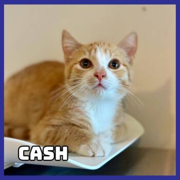 Cash -  Domestic Short Hair Cat for Adoption in Glenwood, Minnesota - Cash | PetCurious