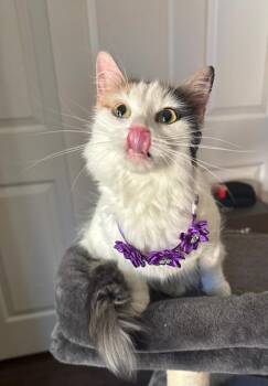 Domestic Medium Hair Cats Available for Adoption - Kimchi | PetCurious