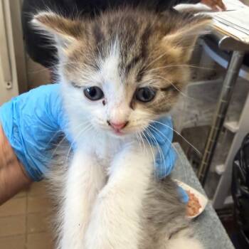 Domestic Short Hair Cats Available for Adoption in Birmingham, Alabama - Venus | PetCurious