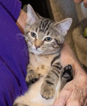 Cookie -  Domestic Short Hair Cat for Adoption in Elmwood Park, New Jersey - Cookie | PetCurious