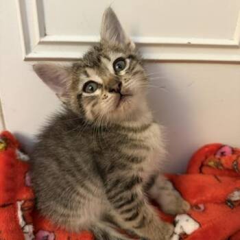 Teddy -  Domestic Short Hair Cat for Adoption in Los Angeles, California - Teddy | PetCurious
