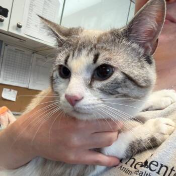 Astro -  Siamese Cat for Adoption - Astro | PetCurious