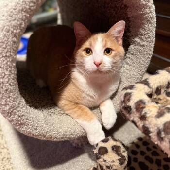 Rescue Domestic Short Hair Cats for Adoption in Kansas City, Missouri - Sweetie Pie | PetCurious