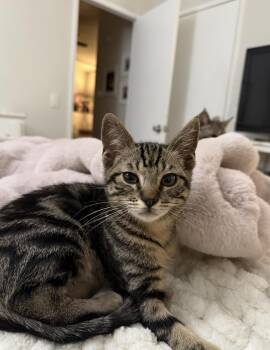 Kazoo -  Domestic Short Hair Cat for Adoption in San Luis Obispo, California - Kazoo | PetCurious