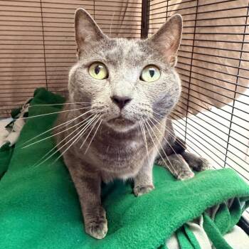 Harley -  Domestic Short Hair Cat for Adoption in Philadelphia, Pennsylvania - Harley | PetCurious