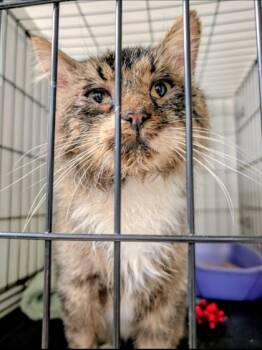 Rescue Domestic Medium Hair and Domestic Short Hair Cats for Adoption in Anderson, Indiana - Papaw | PetCurious