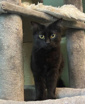 Rescue Domestic Medium Hair Cats for Adoption in Cincinnati, Ohio - Pesto | PetCurious