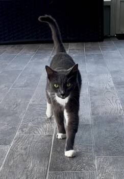 Smokey -  Domestic Short Hair Cat for Adoption in St. Cloud, Florida - Smokey | PetCurious