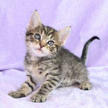 Rescue Domestic Short Hair Cats for Adoption in Mobile, Alabama - Ruhn | PetCurious