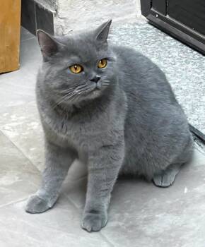 Rescue British Shorthair Cats for Adoption in Snow Hill, Maryland - Lily And Kitten | PetCurious