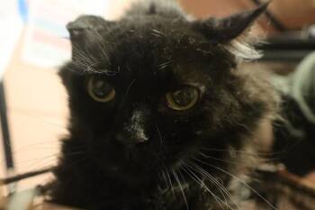 PUFF -  Domestic Short Hair Cat for Adoption in Columbia, South Carolina - PUFF | PetCurious